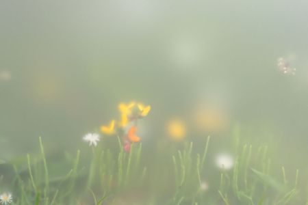 Machair Maiden