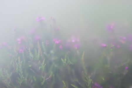 Machair Maiden